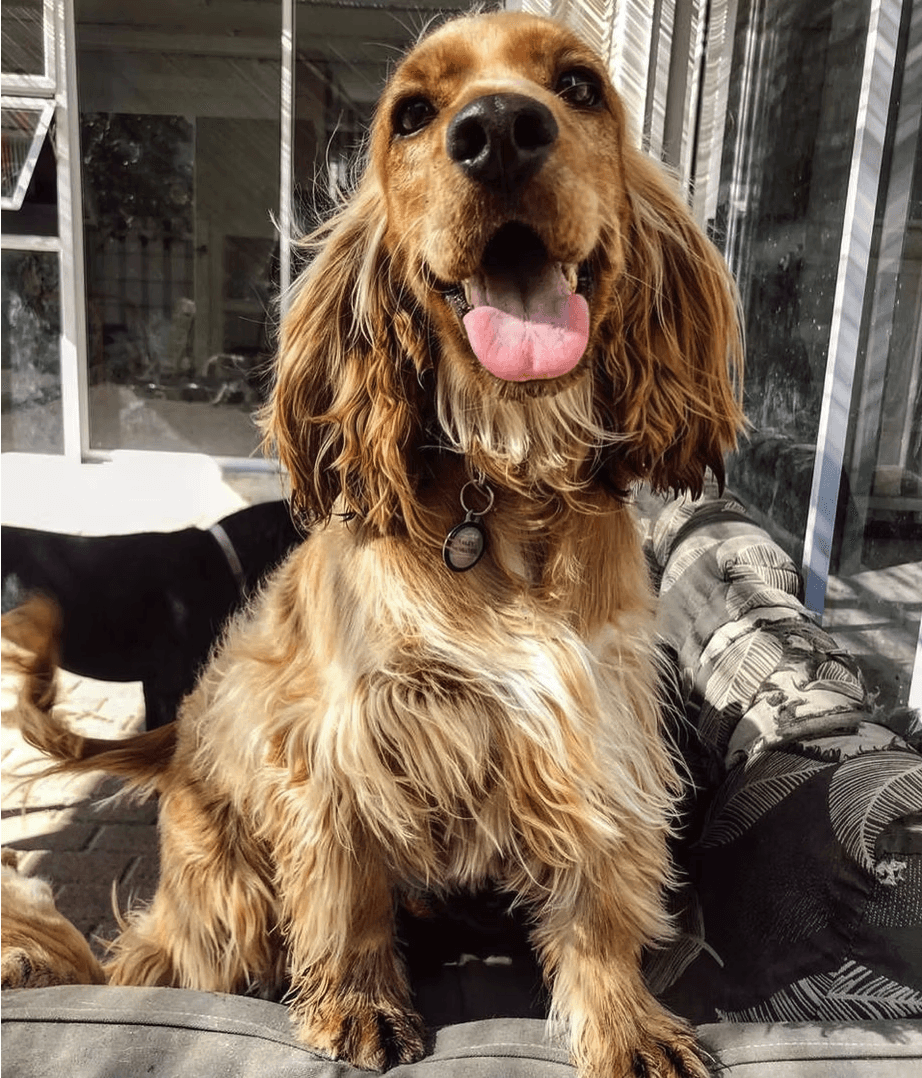 Happy dogs at The Canine Club