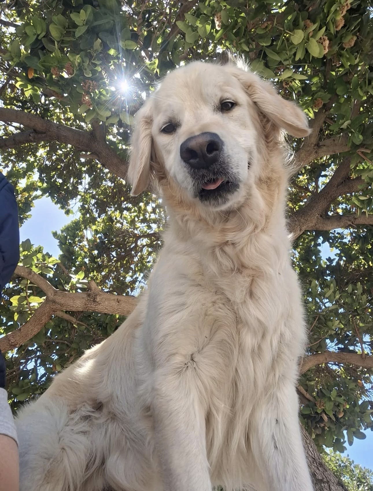 The Canine Club services