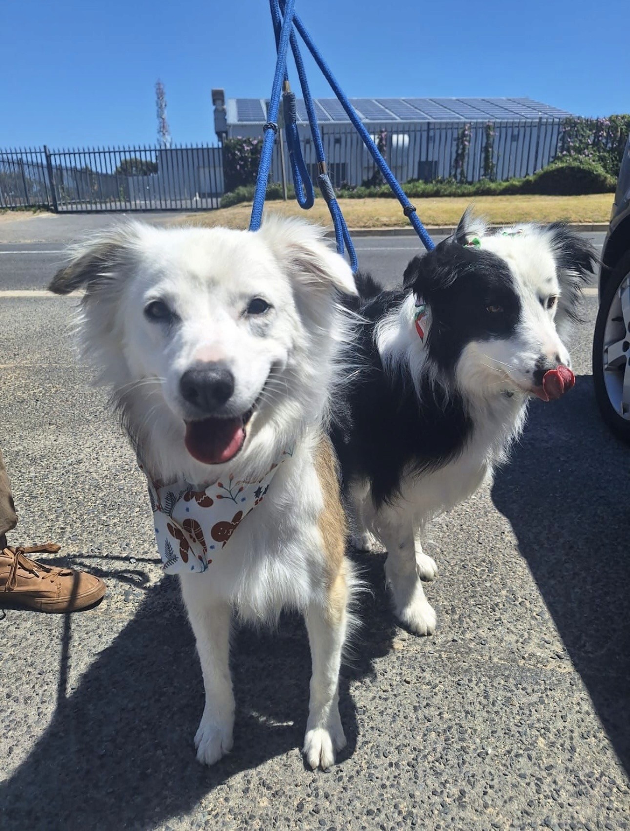 Dog Walking & Training Walks